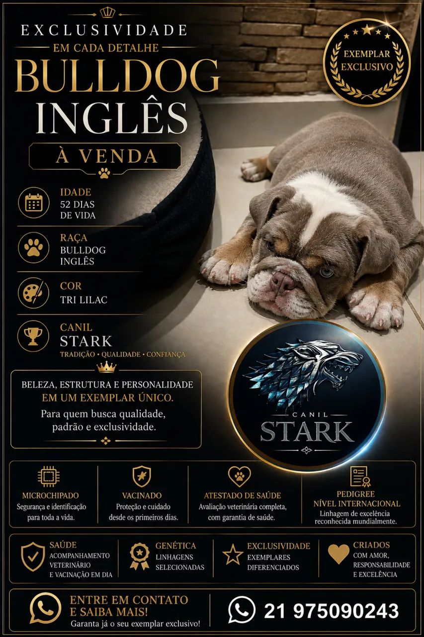 Buldog inglês  - Foto 5