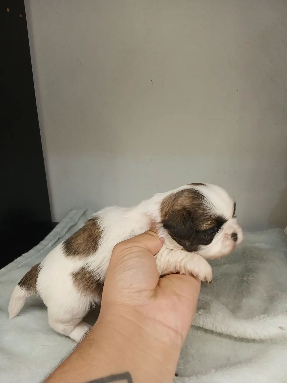 Vendo filhote de shihtzu fêmea disponível para reserva  - Foto 3