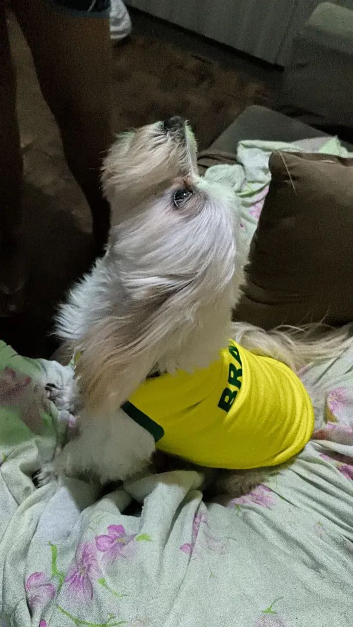 Maltês macho procura namorada - Foto 4