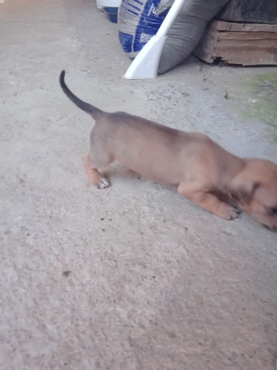 Somente  vendo  - Foto 4