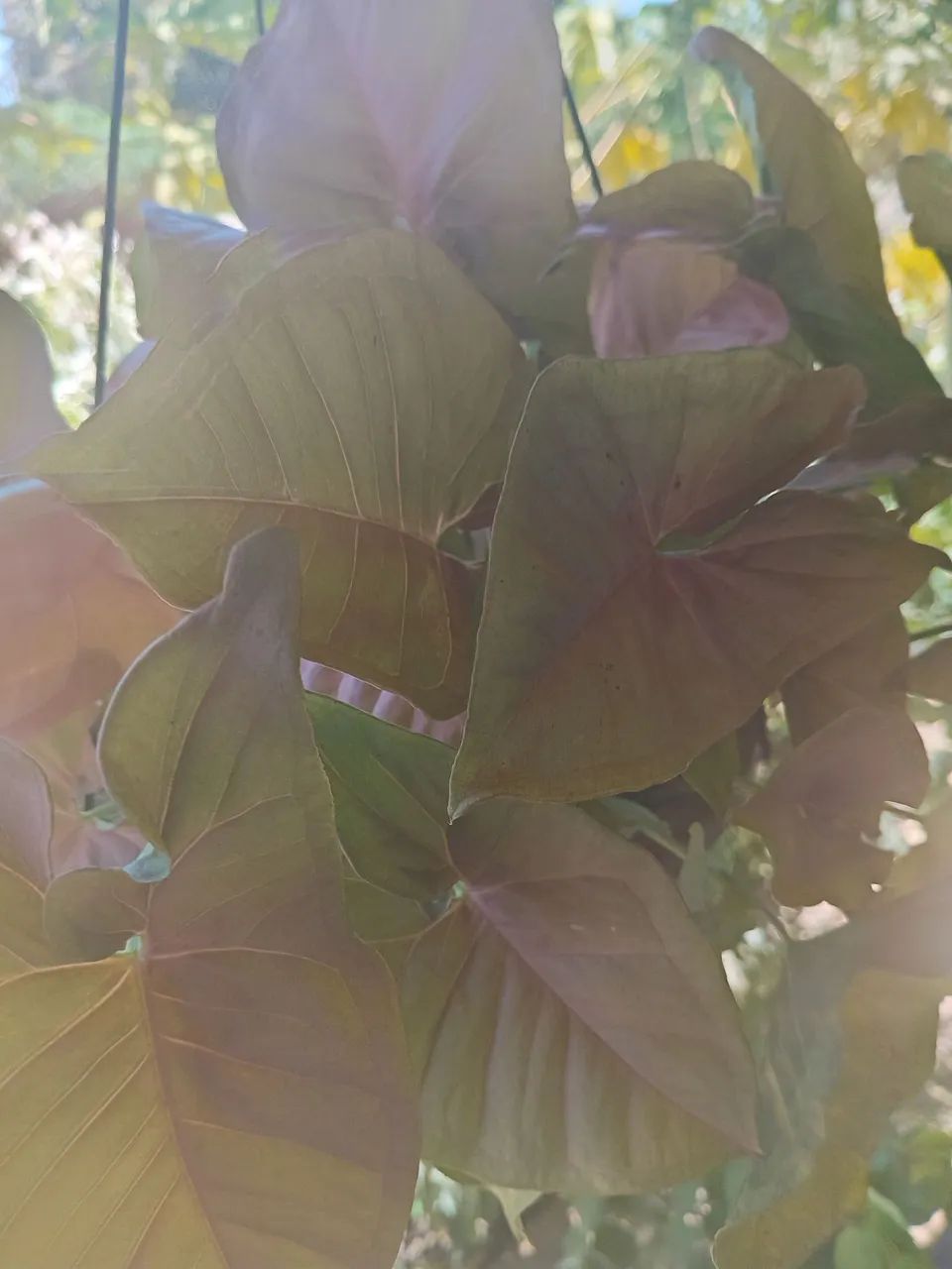 Plantas  - Foto 4