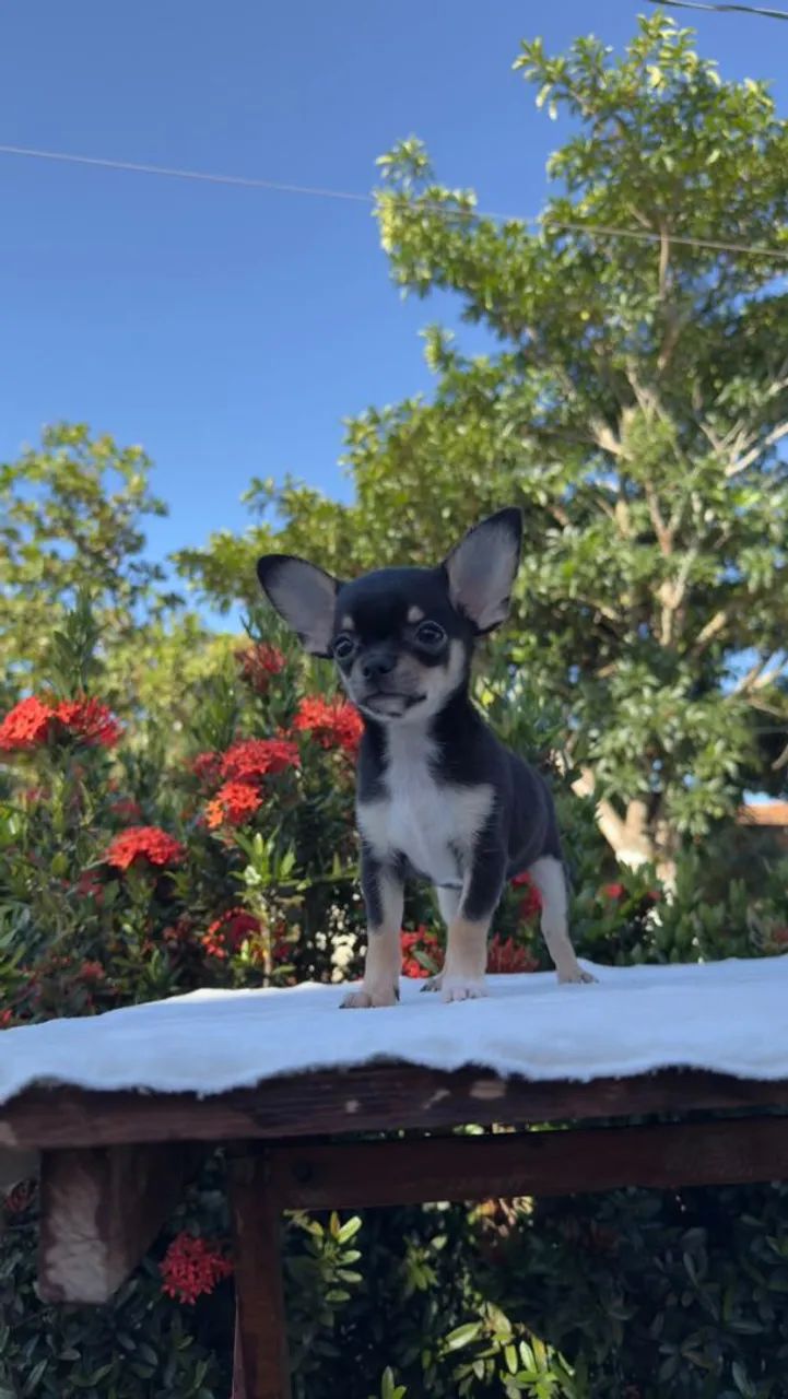 Vendo Chihuahua macho - Foto 4