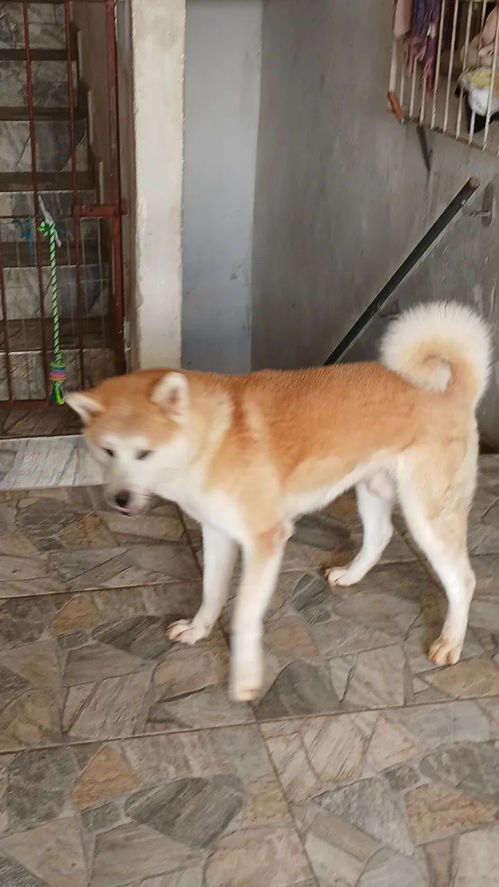 Akita - Foto 2