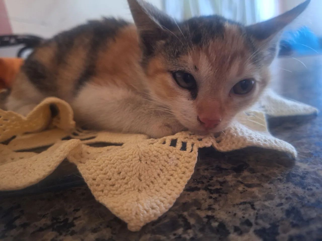 Doação de uma gata de chita. - Foto 2