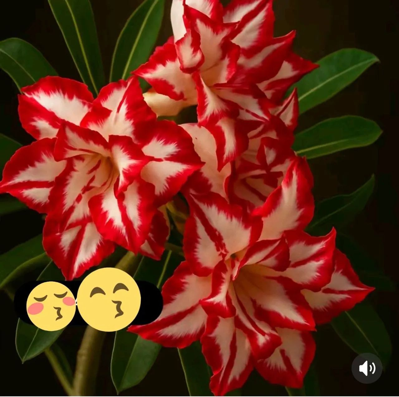 Rosa do deserto 