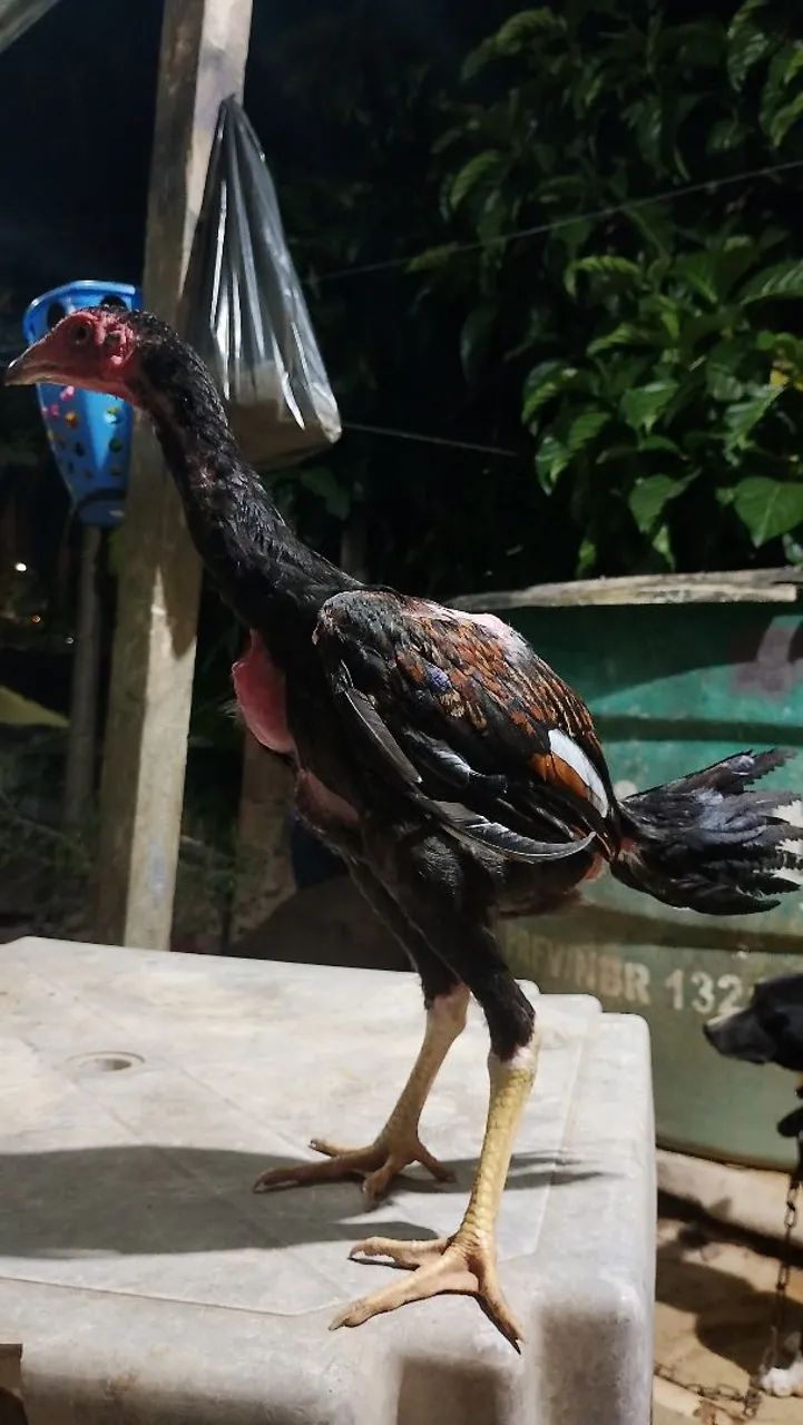 Galo e galinha de raça  - Foto 6