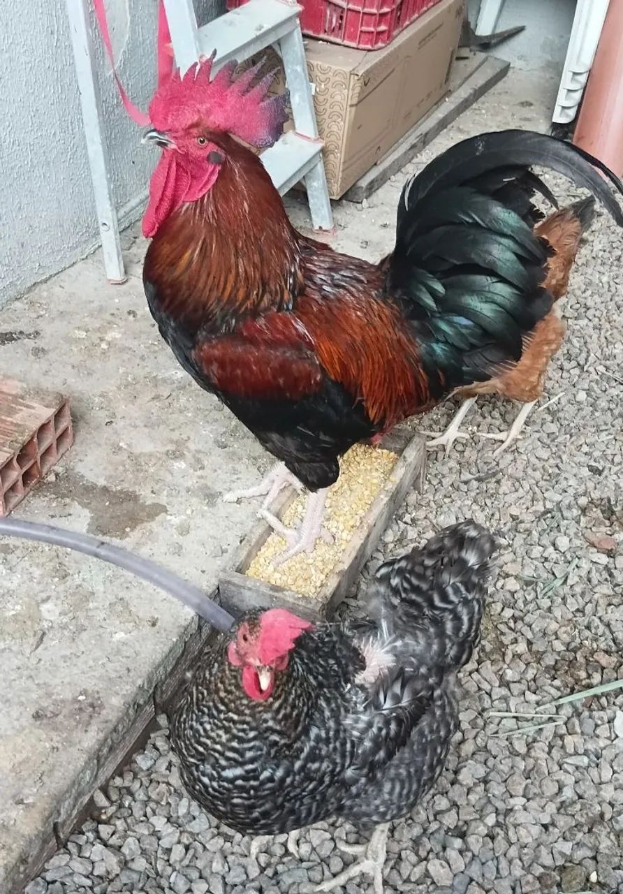 Galinha e o galo  - Foto 3