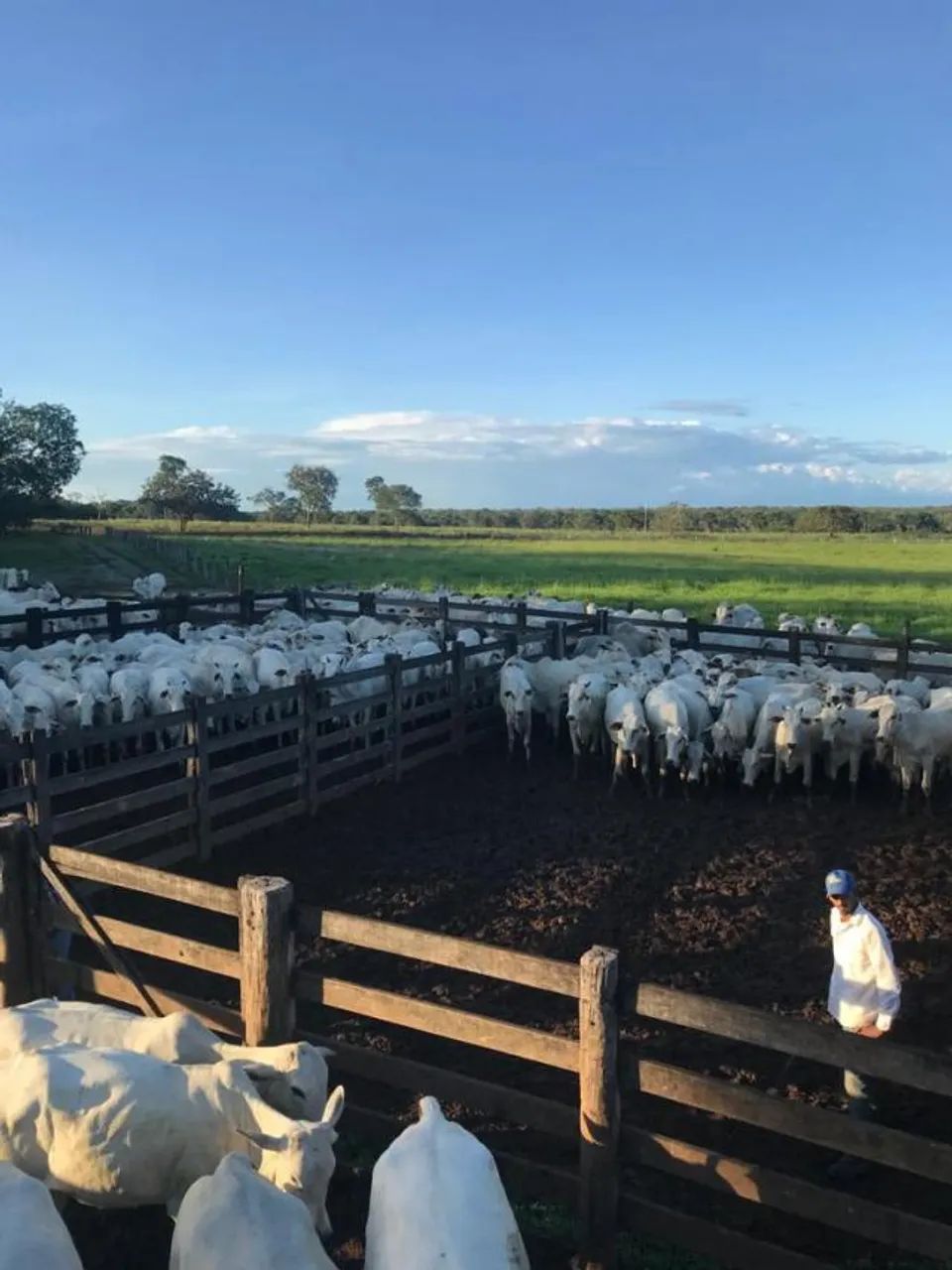 Vende-se Fazenda no Município Peixe, Tocantins - Foto 4