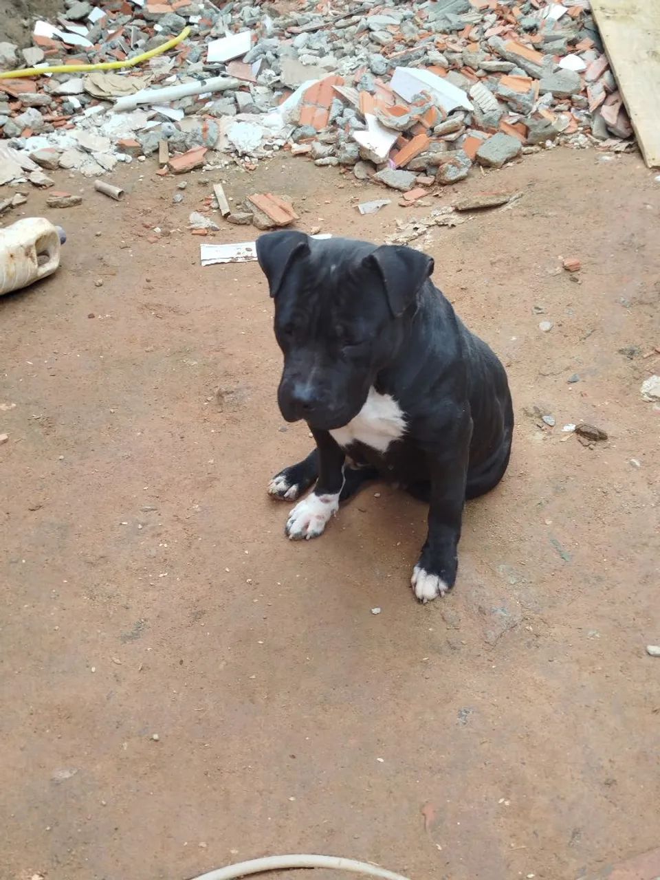 American Bully  - Foto 5