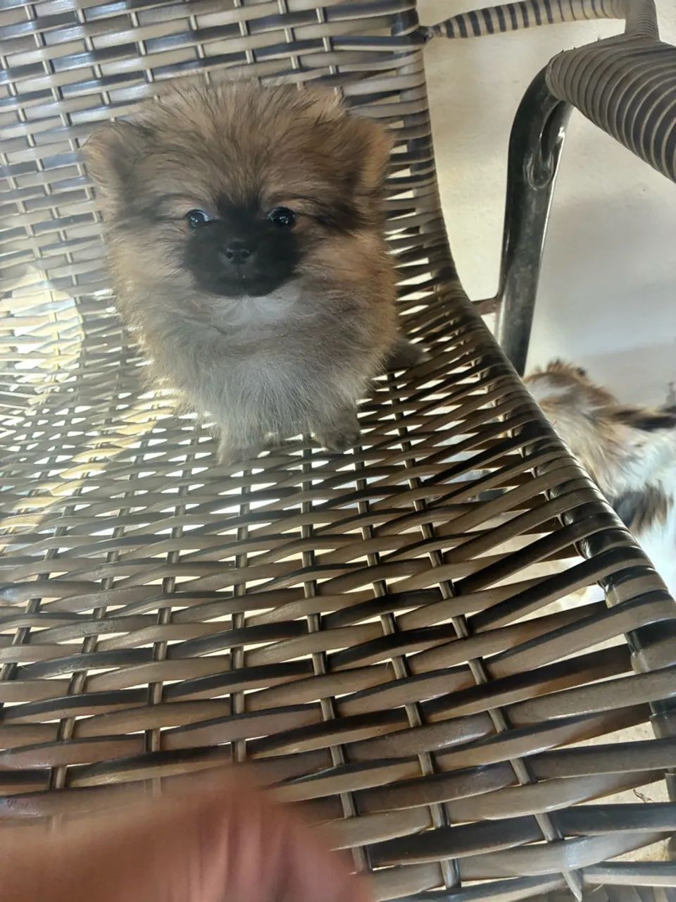 Lulu da pomeranea  - Foto 2