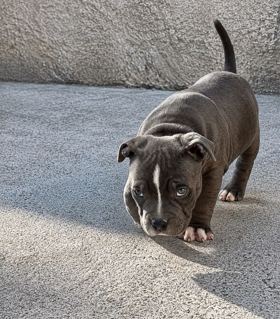 American bully