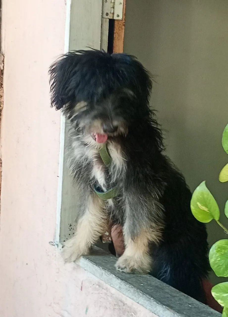 Doação de cachorro  - Foto 2