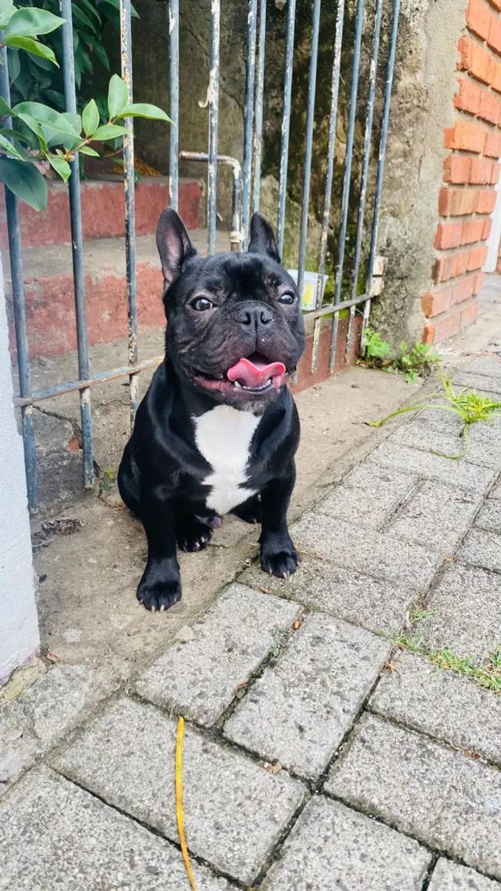 Buldogue francês 