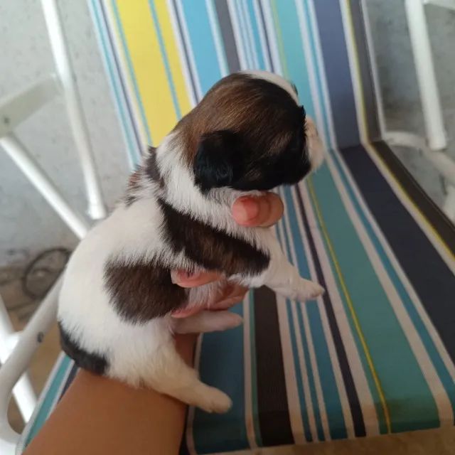 Filhotes de Shitzu  - Foto 4