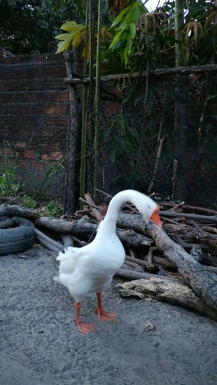 Ganso Branco 