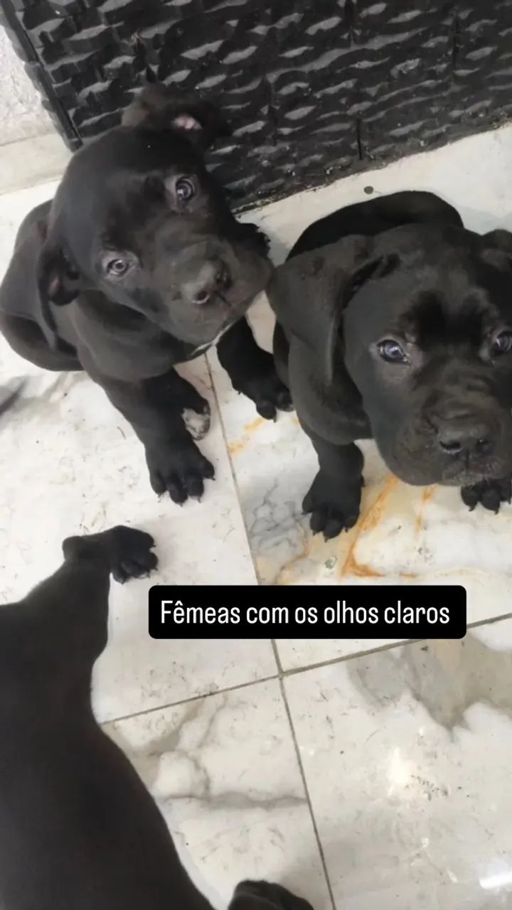 Filhote cane corso 