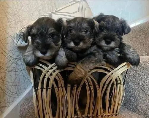 Schnauzer  atentos e espertos 