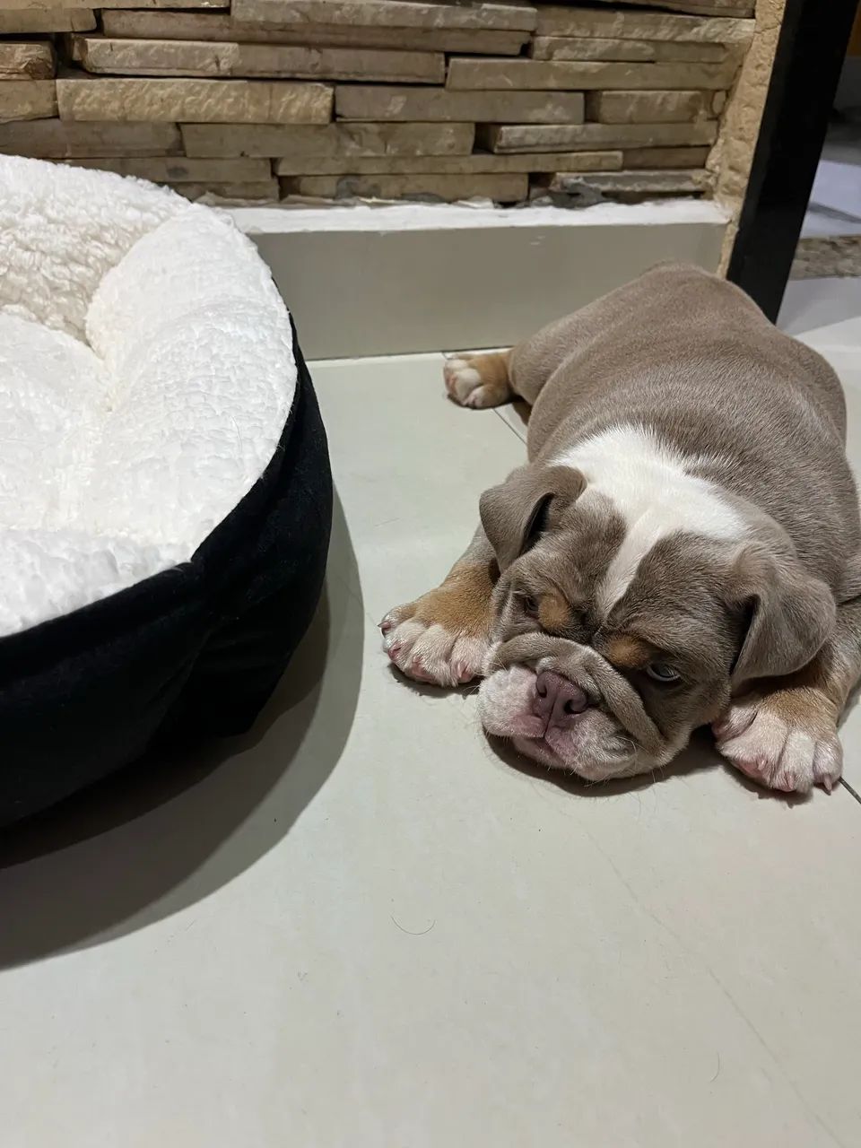 Buldog inglês  - Foto 4