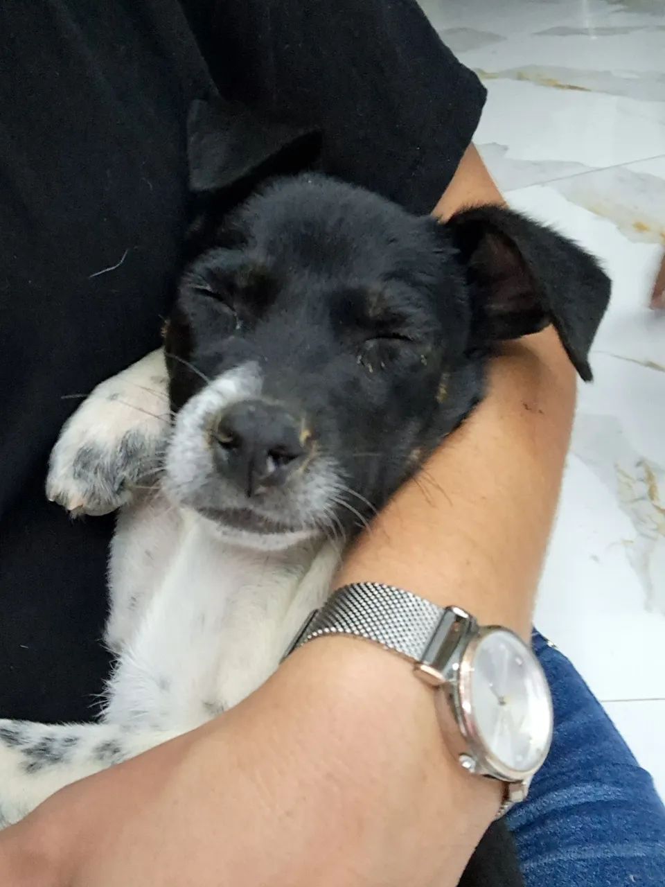 Adoção responsável cachorrinho  - Foto 2