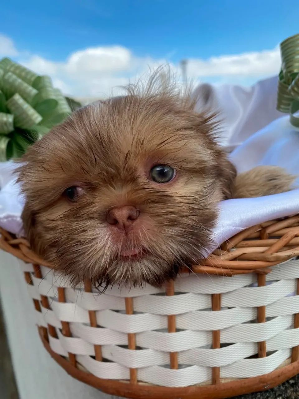Filhotes de ShihTzu - Foto 3