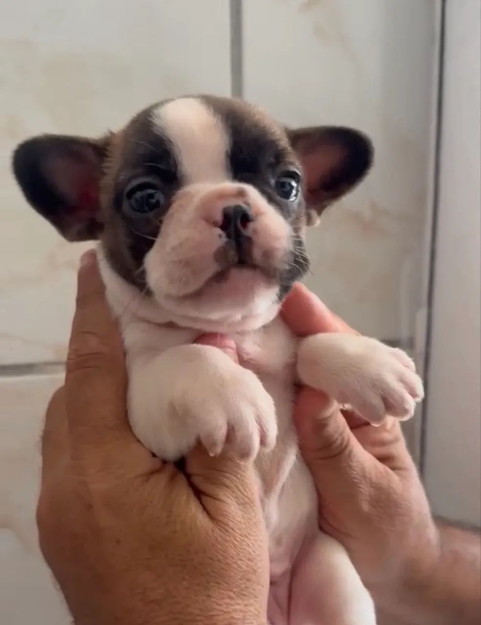 Bulldog francês  - Foto 2