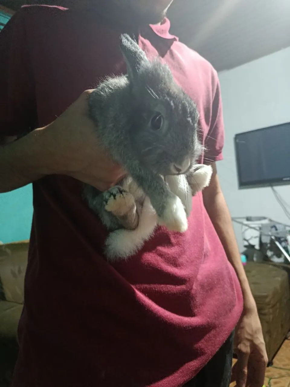 Coelho e gaiola  - Foto 2