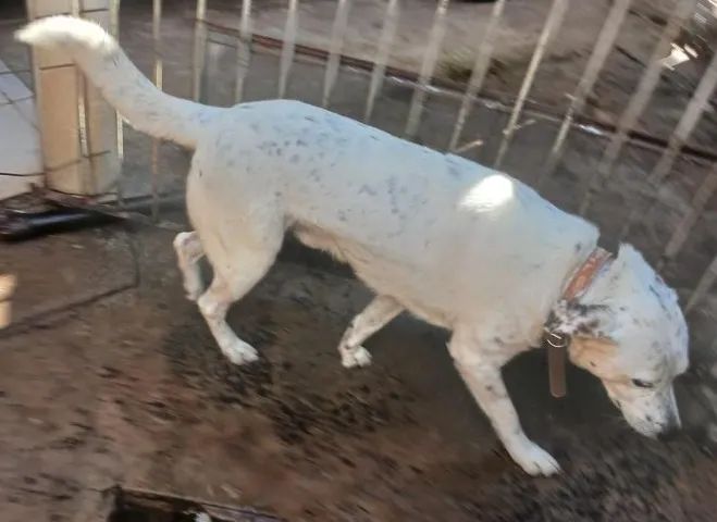 PET PIPOCA PROCURA NOVO LAR