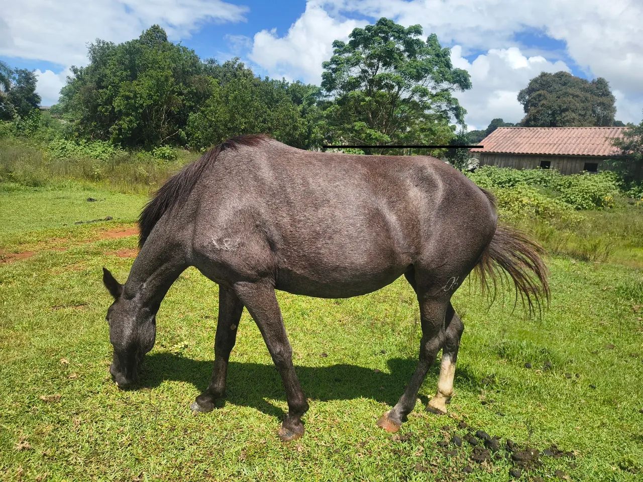 Potranca recém domada  - Foto 4