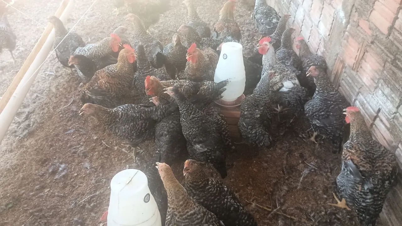 Vende Se galinha Caipirão é Carijó  - Foto 3