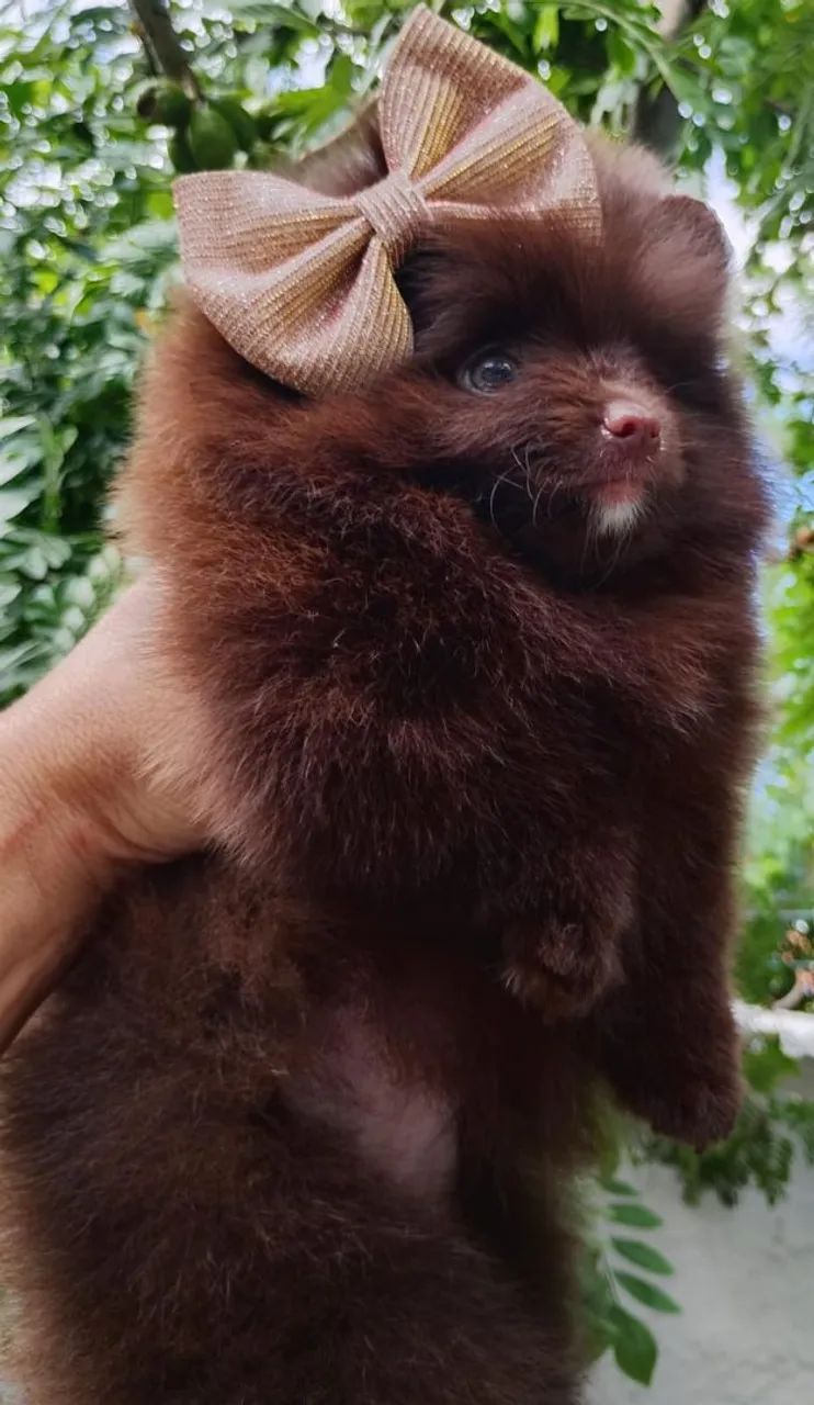 Spitz alemão merles  - Foto 6