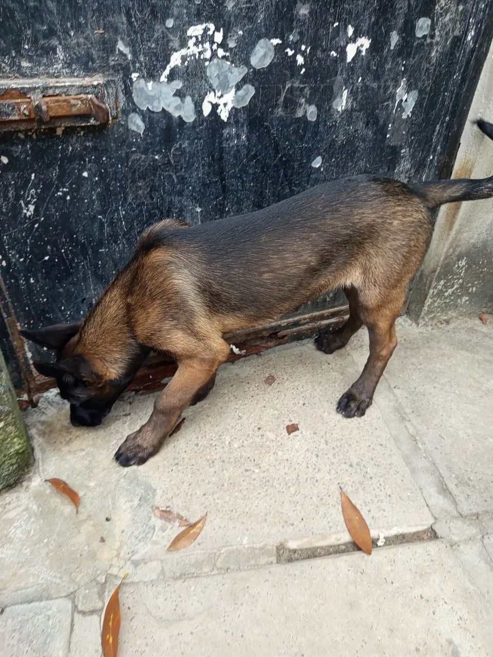 Belga 