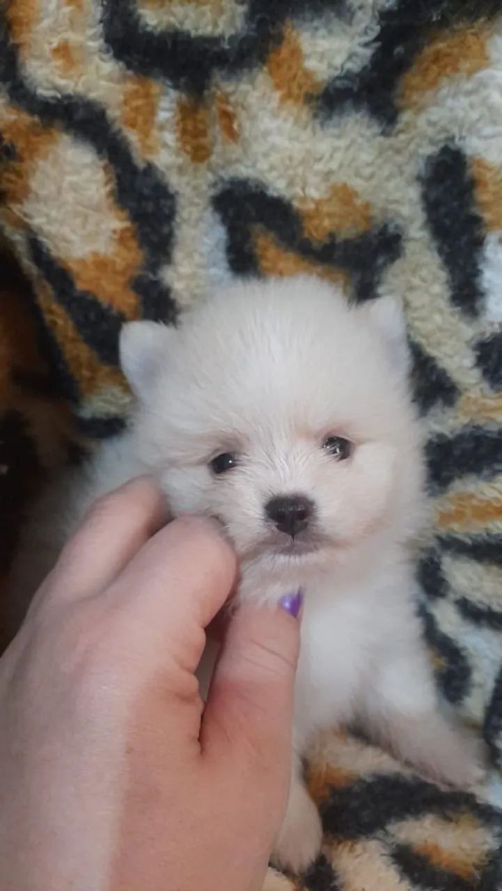 Spirz alemao anao filhote machos  - Foto 4