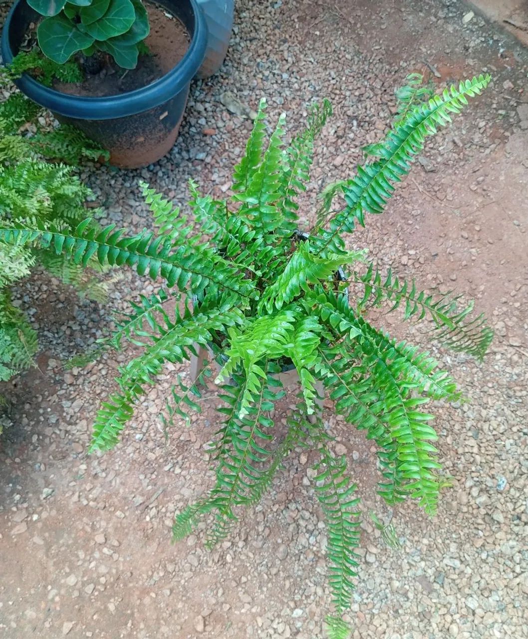 Planta para sombra de fácil cultivo  - Foto 3