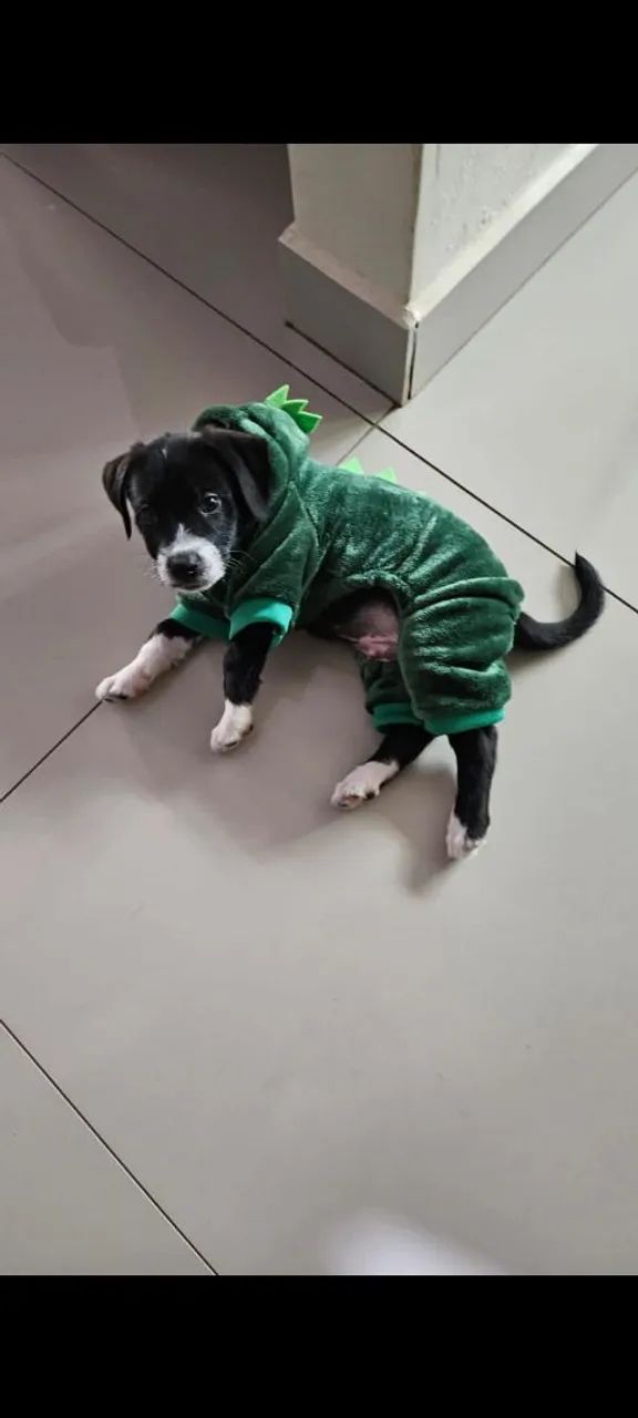 Doação de Cãozinho macho - Foto 3