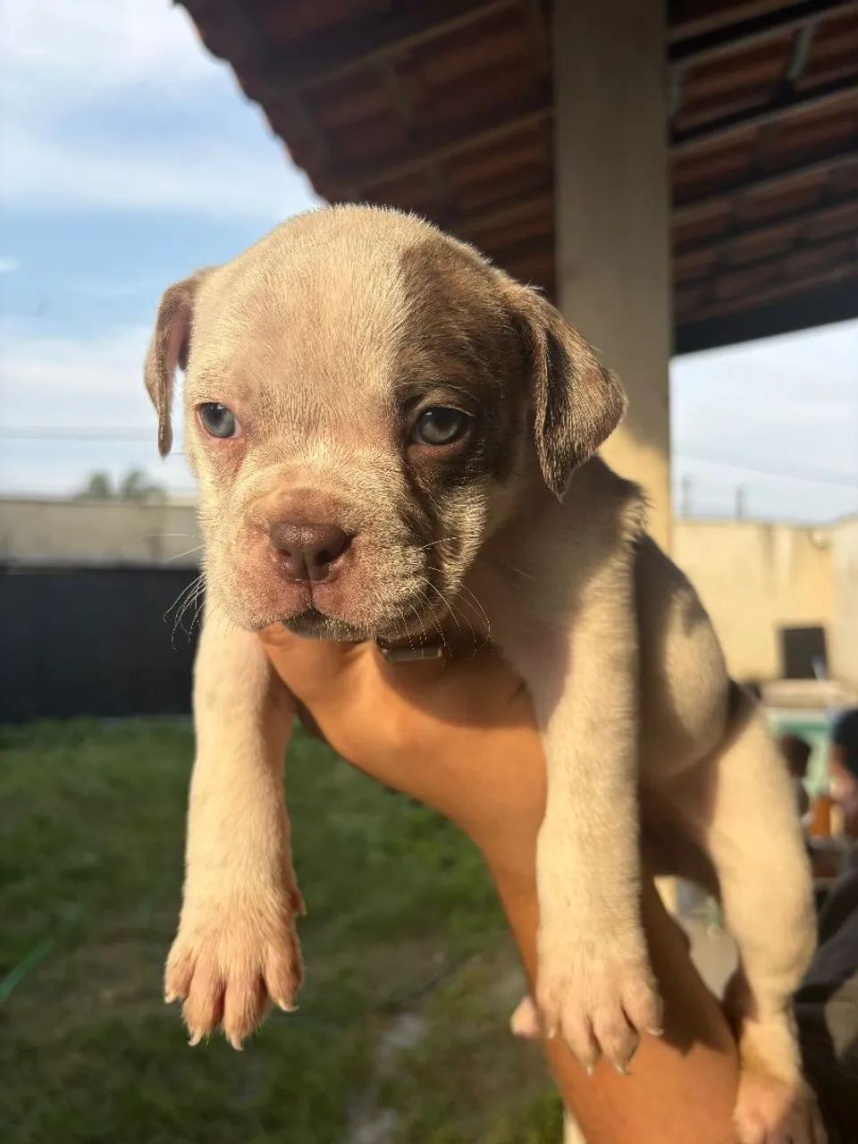 American Bully exotic - Foto 5
