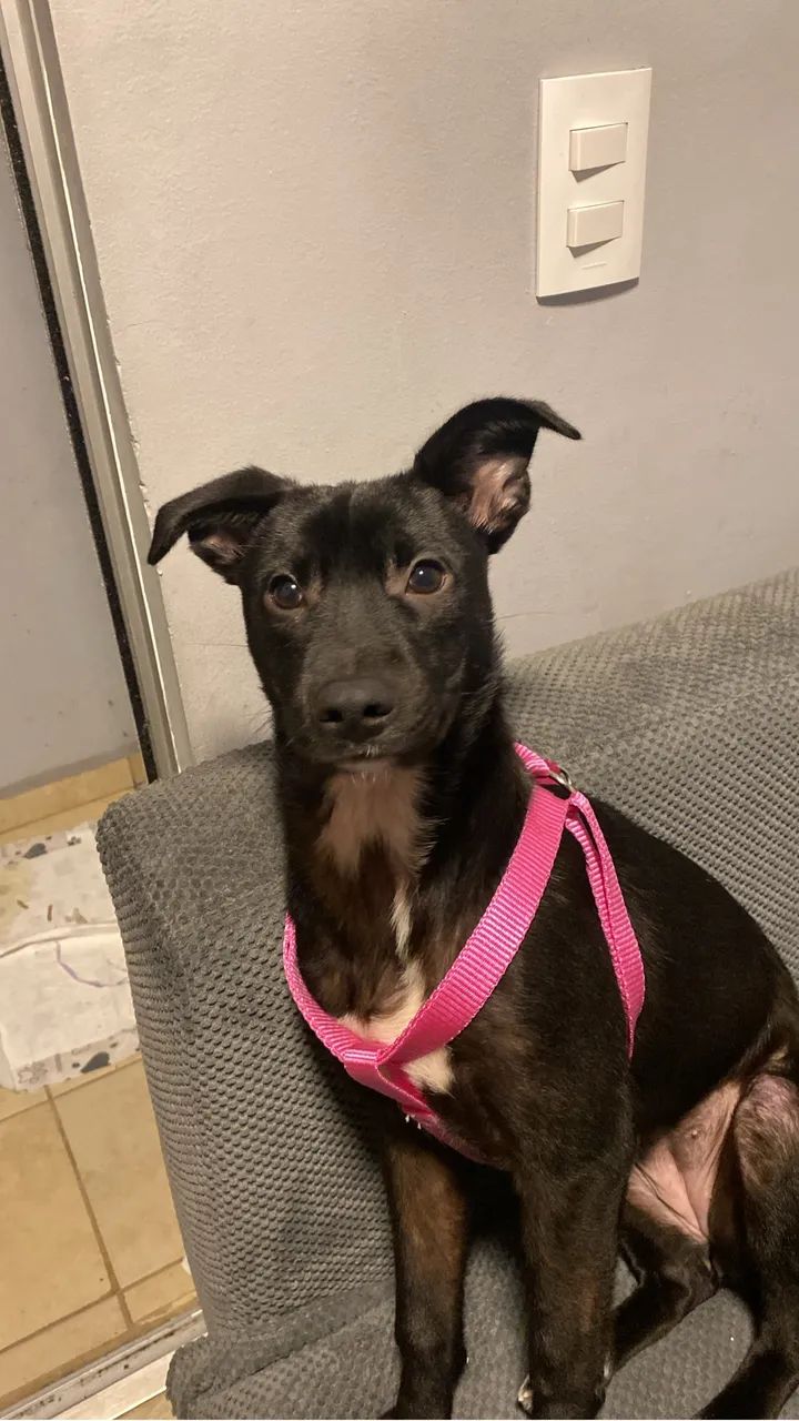 Doação de cachorro