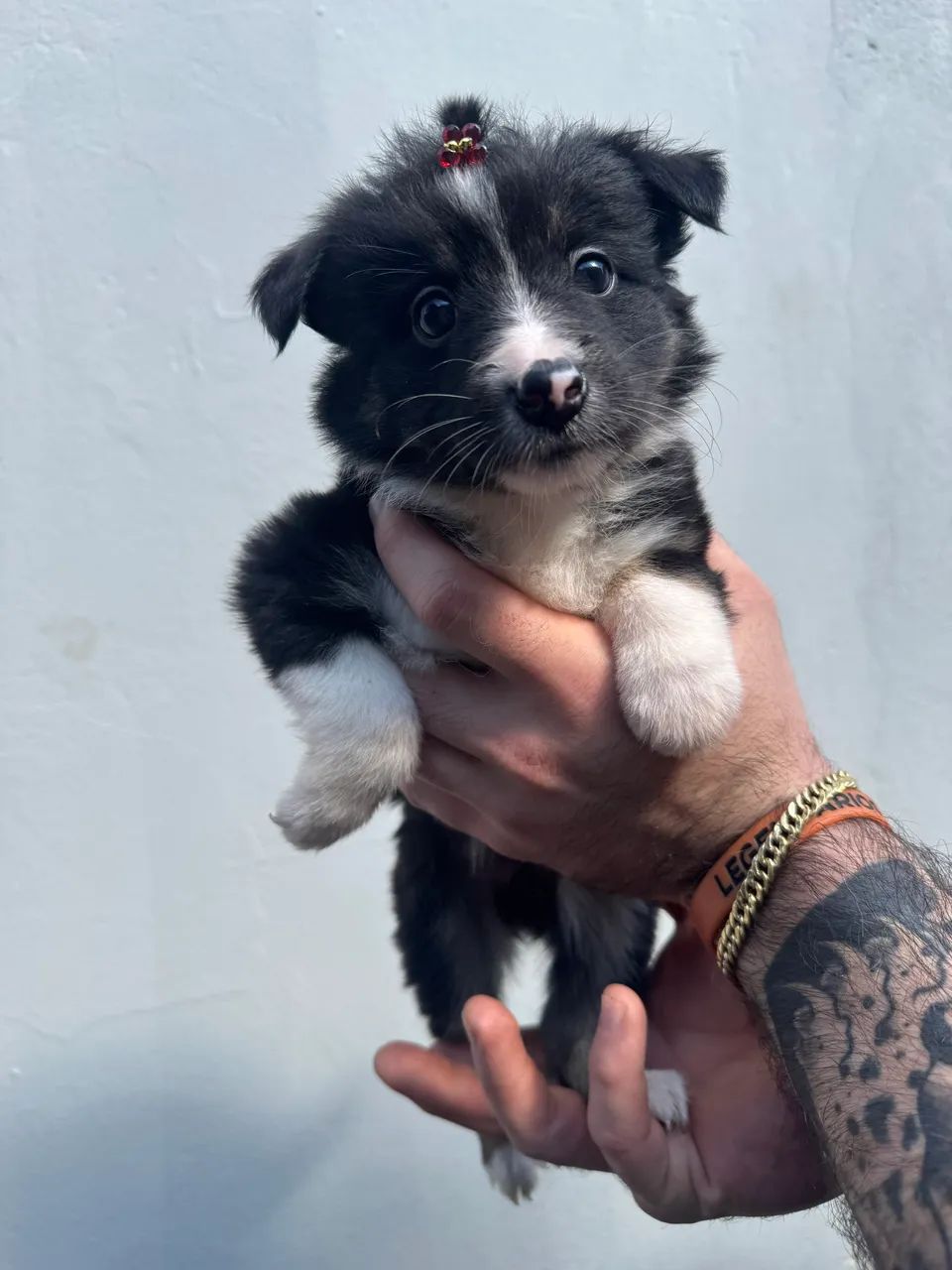 Border Collie