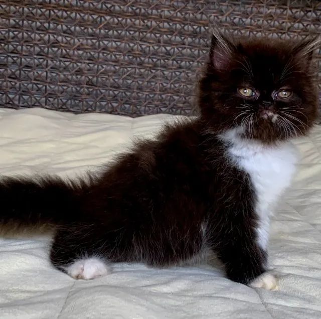 Top Show Persas Femèa Filhote Bicolor ,Extremada ,Pelos Longos Com 64 Dias Super Linda. - Foto 2