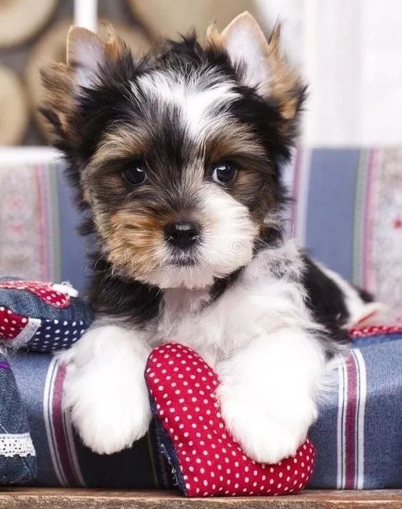 biewer  ideal para quem ama pets - Foto 2