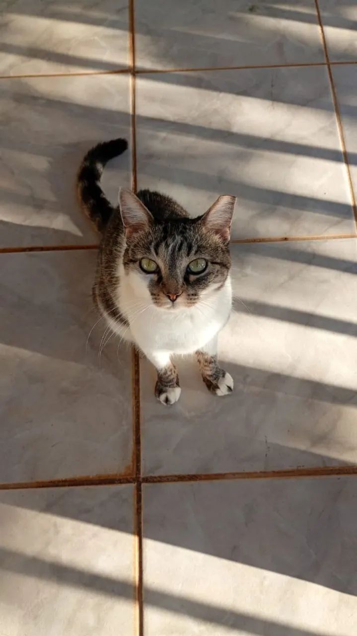 Gata fêmea castrada  - Foto 2