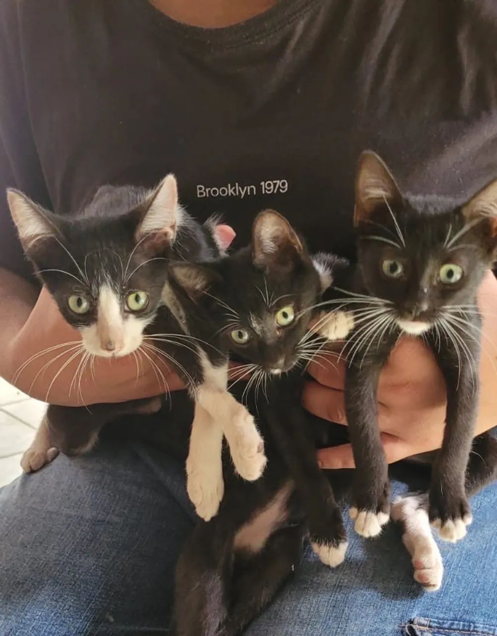 Gatinhos disponíveis para adoção responsável