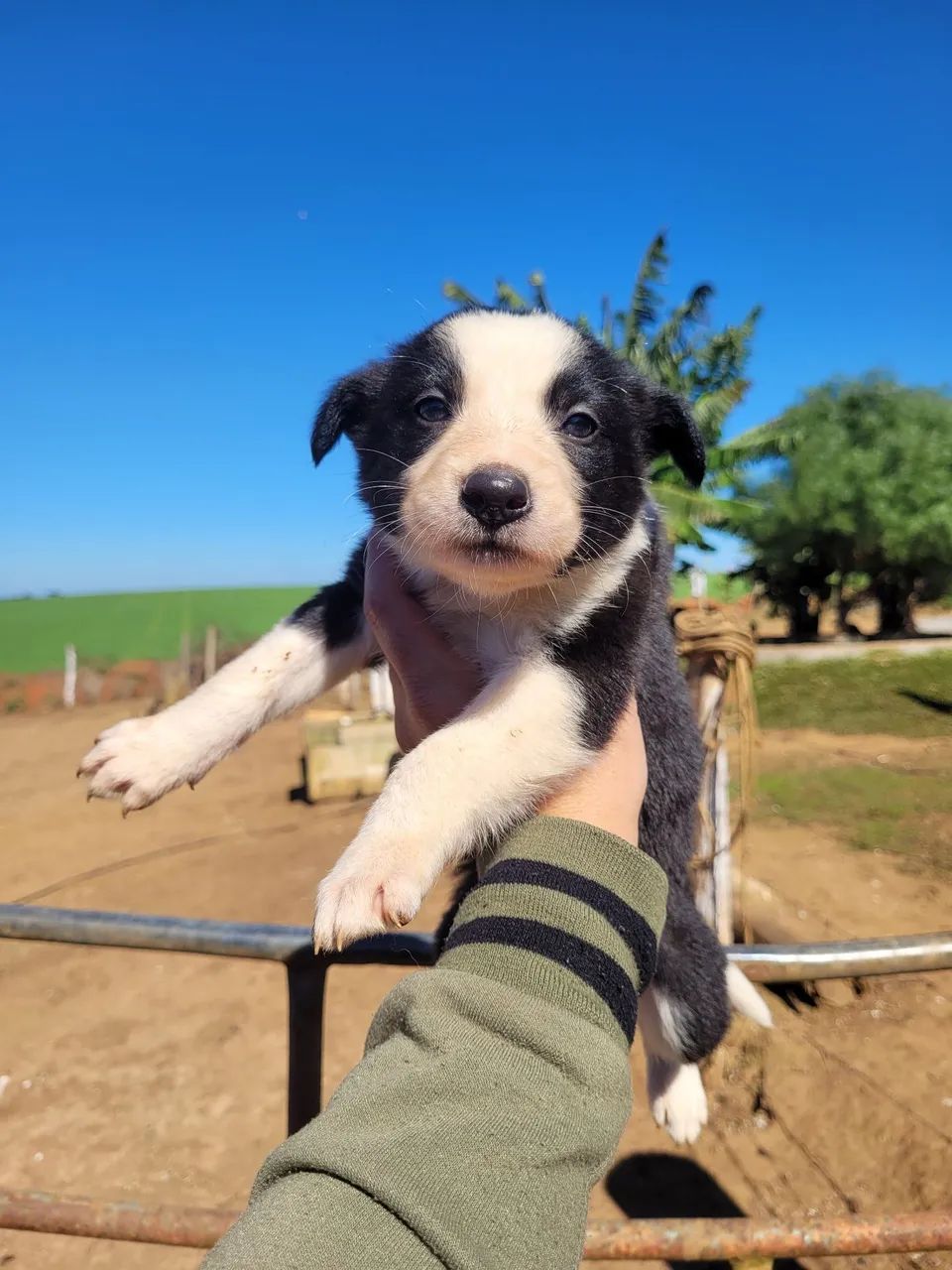 Filhotes de boder collie - Foto 5