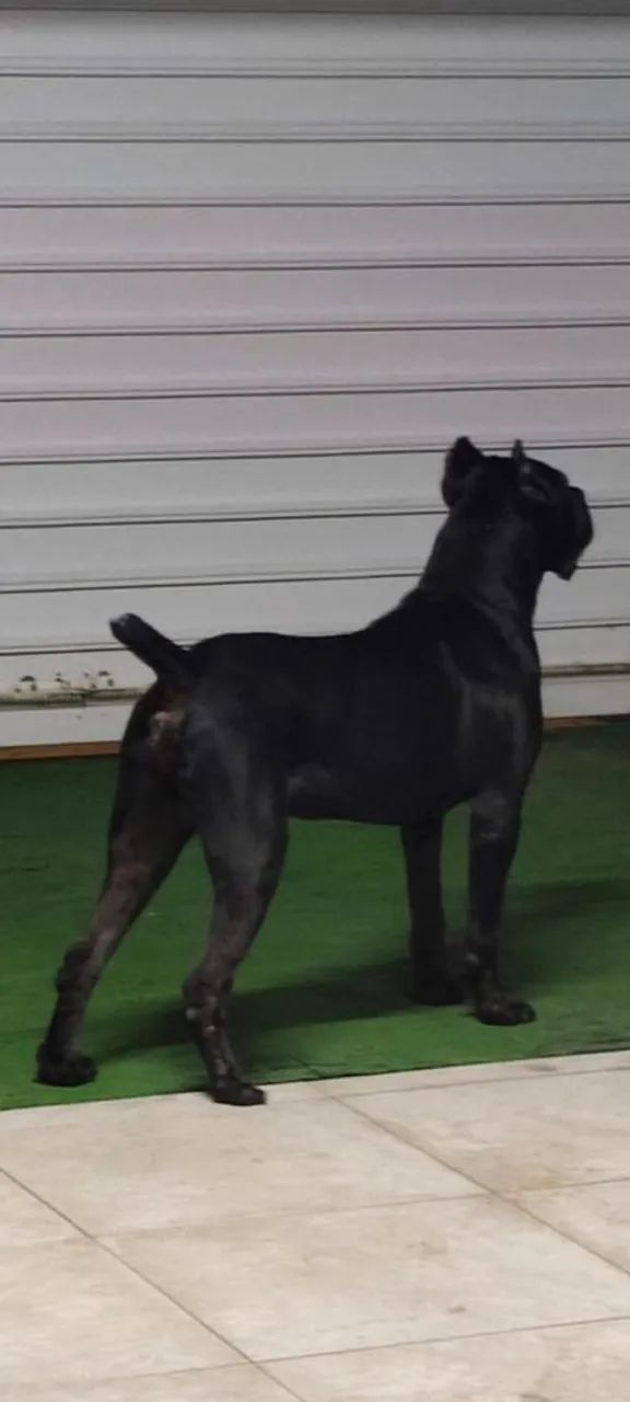 Cane Corso macho  - Foto 5