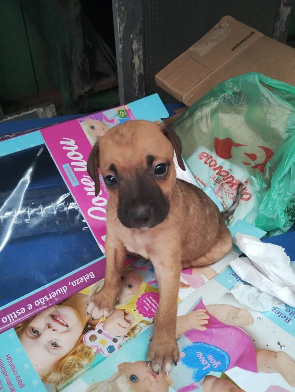 Adoção responsável com amor - Foto 4