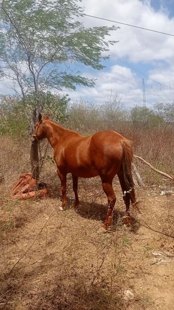 Egua  - Foto 4