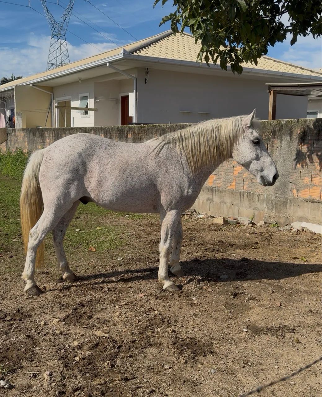Cavalo disponível  - Foto 2
