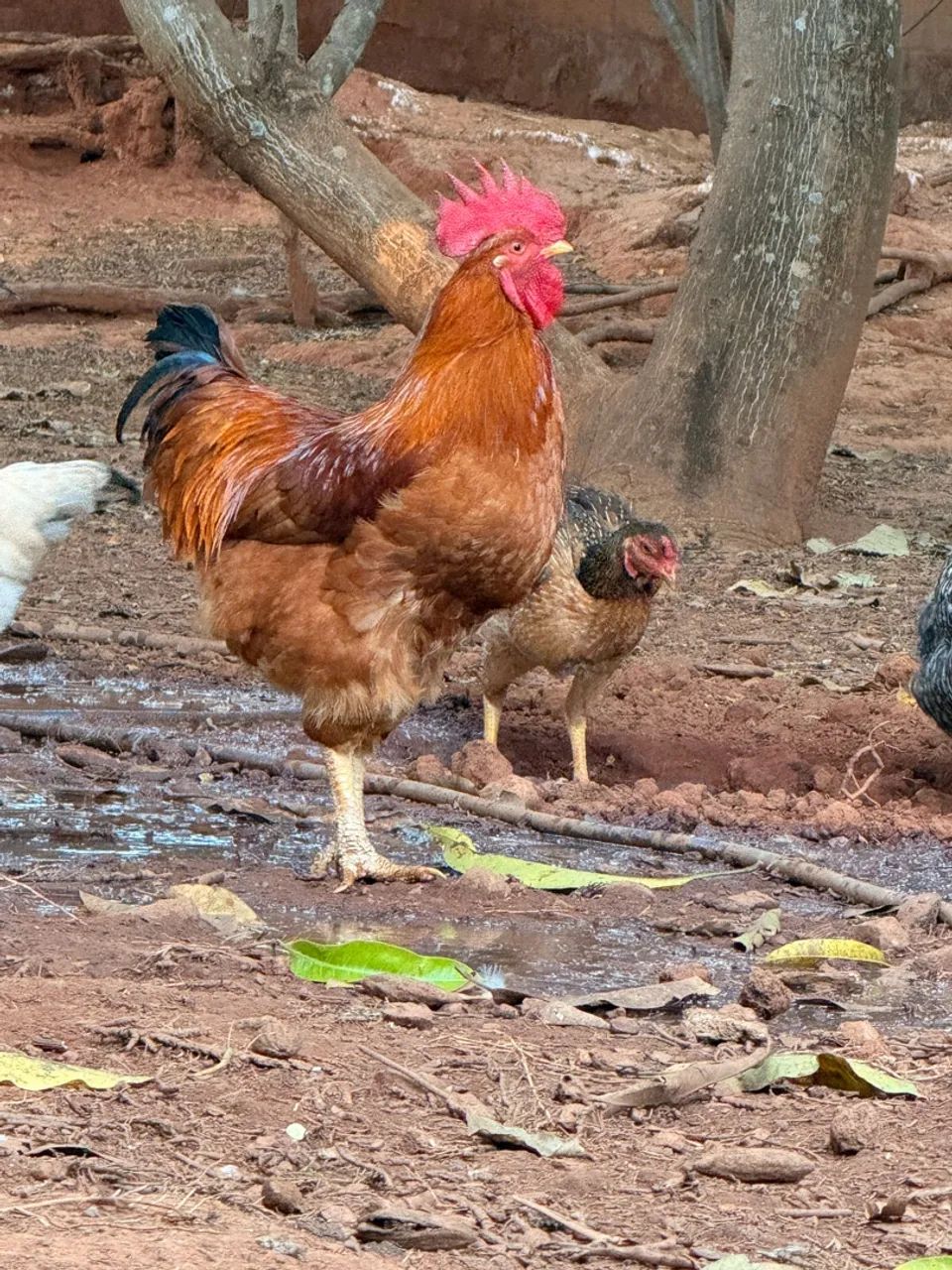 Galo - Foto 3