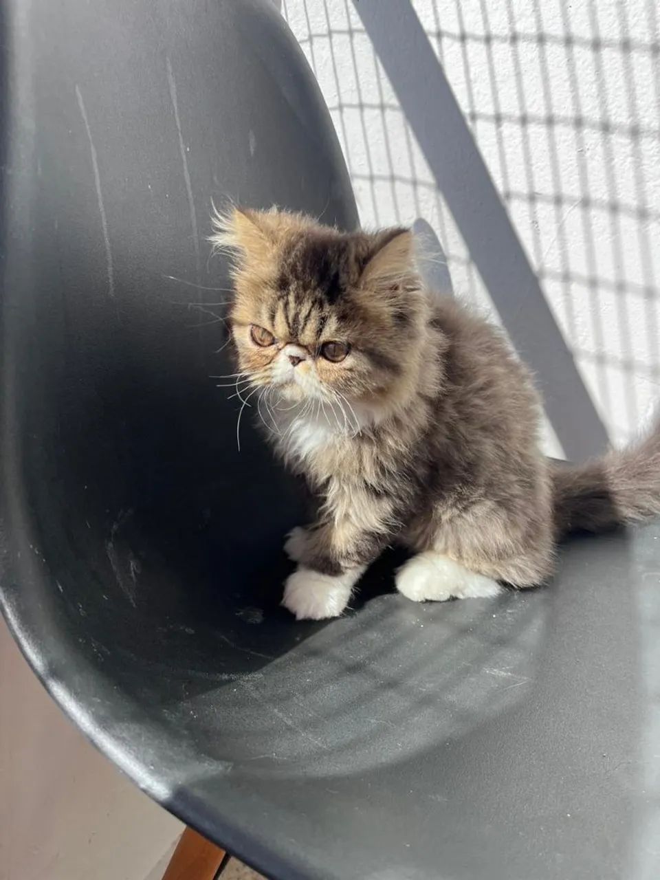 Gato persa  - Foto 2