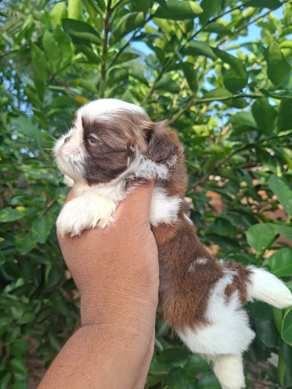 Shihtzu