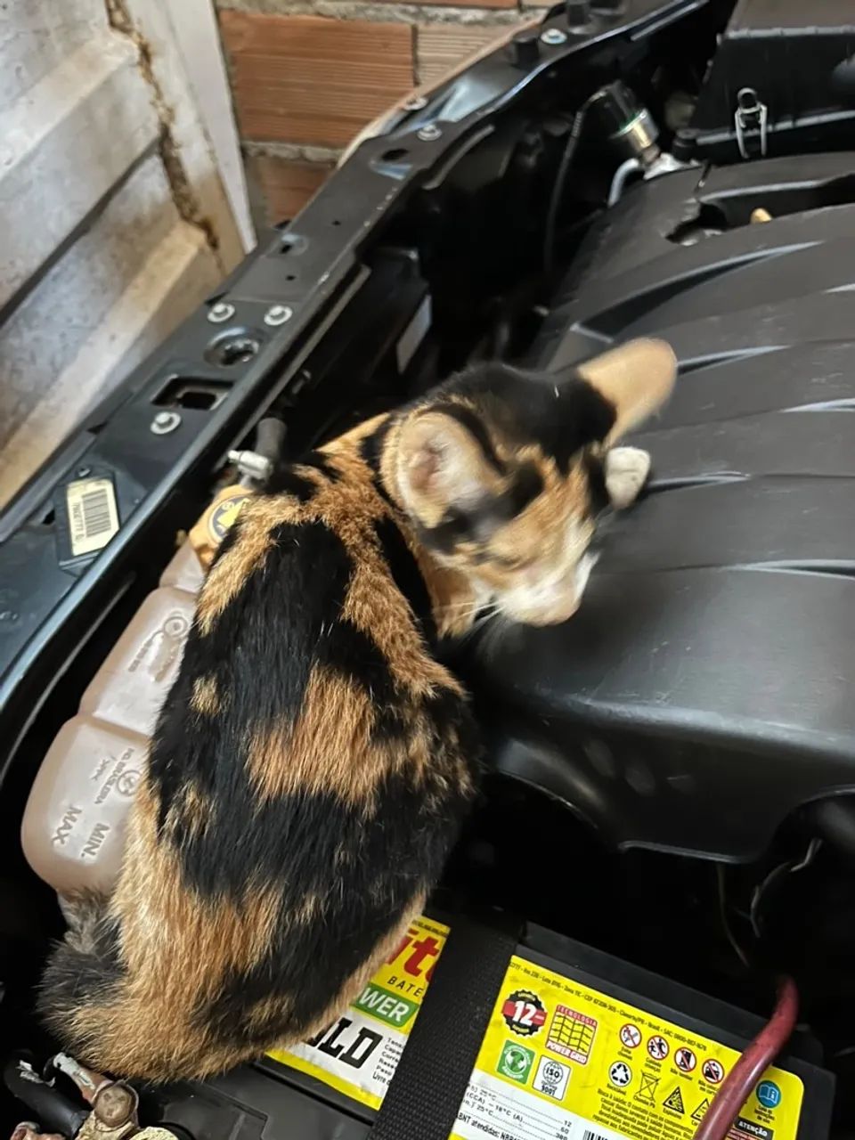 Adoção de gata  - Foto 5